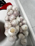 山东金乡蒜大蒜出口标准精选大蒜头蔬菜调料单果5cm 出口标准网兜装箱 1300g 5-5.5cm特大 实拍图