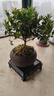 开时果 小叶赤楠盆景摆件 办公室桌面绿植花卉好养盆栽植物源头直发包邮 舍得紫砂盆+苔藓+底座 实拍图