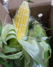滇味十足（DIANWEISHIZU）水果玉米甜玉米云南金银双色新鲜甜嫩水果玉米棒鲜玉米茄果瓜 金银双色 【精选5斤】（净重 约5-9根） 实拍图