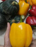 京鲜生山东双色五彩椒 净重1.2斤装 单果120g起 圆椒甜椒 农场源头直发 实拍图