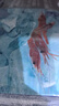 鲜京采 进口格陵兰北极甜虾2斤 90-150只 MSC认证 生甜虾 生鲜送礼聚餐 实拍图