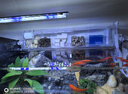 宠小帅鱼缸过滤器三合一壁挂式水族箱增氧过滤增氧盒生态造景循环净水器 【四格】过滤仓 (适用40-50cm鱼缸) 晒单实拍图