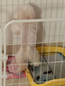 腆宠狗围栏狗栅栏室内宠物围栏狗笼子大型犬中型犬小型犬狗窝猫咪护栏 实拍图