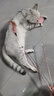 【京东快递】仙女逗猫棒猫咪玩具带铃铛逗猫神器耐咬羽毛逗猫棒 羽毛粉色款1支 实拍图