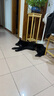 疯狂小狗中大型犬狗粮成幼犬10kg宠物金毛彩虹魔方鸭肉&三文鱼犬粮20斤 实拍图