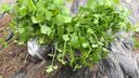 芭芽四季水果小香芹菜苗秧苗大芹菜苗水培老品种白红芹种籽春季蔬菜苗 四季小香芹【鲜嫩脆爽】+肥 12棵 实拍图