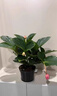 寄春JICHUN荷兰进口宝莲灯花盆栽带花苞办公室内圆叶高档名贵花卉绿植 圆叶宝莲灯(亚米加仑盆)带3个花苞发货 晒单实拍图