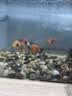 Barbarous Growth鱼缸水族箱客厅阳台家用中小型自循环懒人免换水生态塑料金鱼缸 中号黑色【氛围套餐】 实拍图