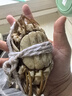 【活蟹】阳澄联合鲜活大闸蟹现货全母2.0-2.3两 12只生鲜螃蟹大只去绳足重海鲜礼盒 实拍图