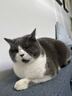 LEGENDSANDY蓝氏全价猫粮生鲜高能系列成猫幼猫 试用 试吃 猎鸟乳鸽 50g*5 实拍图