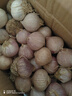 志褚独头蒜大蒜头 2024云南大理紫皮独蒜 精品新鲜现挖湿蒜 3斤装【大果3.0-3.5cm】 实拍图