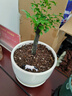 裕轩堂花盆陶瓷家用吊兰蝴蝶兰绿萝带托盘大号个性阳台简约多肉室内套装 梅兰竹1（三个14厘米） 中等 实拍图