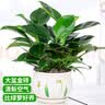 花翁金钻盆栽绿植物大盆绿萝除室内甲醛花卉水培办公净化空气源头直发 实拍图