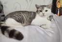 力狼猫罐头补水汤罐猫咪汤包幼猫成猫零食宠物食品猫湿粮 【7罐】混合口味补水罐85g 实拍图