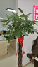 叹为观止大型独杆发财树庆典乔迁盆景绿植办公室盆栽客厅大型植物 辫子发财树1.6-1.8米 含盆 实拍图