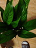 【热销款】白掌一帆风顺盆栽水培植物室内花绿植红掌发财树吸甲醛 【店主推荐】特级白掌6-8株带花+早安盆+营养液 实拍图