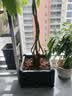 木匠的花园种菜箱阳台蔬菜种植箱屋顶室外种植盆多肉植物花箱种菜神器塑料盆 【单层1联箱】长40宽40高22cm 特大 实拍图