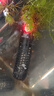 森森（SUNSUN）鱼缸加热棒自动恒温水族箱乌龟缸加温棒小型鱼缸数显加热器防爆 50W数显自动控温配保护套 实拍图