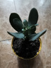 迩英阁大叶玉树老桩盆栽多肉植物燕子掌室内防辐射四季好养绿植净 玉树1年小苗一棵5-10CM不等 原土（不含盆）15-25CM不等 实拍图