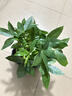 【绿萝盆栽】吸甲醛净化空气水培绿植物懒人花卉好养搬家礼物全 【公司开业】5年粗壮三杆发财树+招财进宝蓝色陶瓷盆 整体含盆高度20-25cm 实拍图