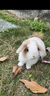 洁西 全营养私房兔粮营养全阶兔粮兔子饲料 幼兔成兔垂耳兔粮食2.5kg  实拍图