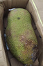 京鲜生 海南菠萝蜜 18-22斤 净重18斤 生鲜水果 源头直发 实拍图