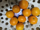 京鲜生 广西砂糖橘 净重8斤 单果35-45mm  新鲜水果 源头直发包邮 实拍图