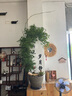 德沃多肥料 碳球陶粒5L花盆垫底拌土回填保水透气水培无土栽培基质绿植花卉多肉养花铺面石10-14mm  实拍图