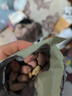 享食兔五香黄芪党参烤花生山东特产红皮花生仁坚果炒货下酒菜零食品50包 实拍图