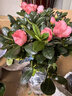 种花迷比利时花盆栽四季开花杜鹃花盆景花卉杜鹃花苗室内客厅阳台绿色植 巴黎粉 三年苗(带花苞) 实拍图