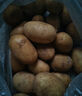 京喜加新鲜黄心土豆农家自种黄皮马铃薯黄心洋芋新鲜蔬菜 2斤 实拍图