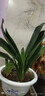 大盆君子兰盆栽名贵国宝级花卉苗绿植物圆头和尚室内客厅四季好养 【掌柜推荐】8-11片叶子+带土 送肥料 实拍图