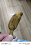 正宗苹果蕉广西香蕉自然熟新鲜水果奶蕉粉蕉小米芭蕉鹏贸 净重5斤 实拍图