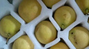 樱慕晴【JD地标认证】正宗辽宁鞍山南果梨东北特产南国梨香水梨新鲜水果 【普装特大果黄梨】约20枚 4.5斤 实拍图