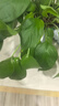 双盟绿萝盆栽除甲醛花卉绿植办公室新房净化空气180加仑4盆装源头直发 实拍图