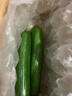 京喜加新鲜无刺水果小黄瓜小青瓜脆甜荷兰脆嫩生吃黄瓜蔬菜 2根 200g 尝鲜装 实拍图