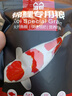 森森（SUNSUN）鱼食锦鲤金鱼小颗粒饲料鱼粮龟粮 4mm大颗粒锦鲤饲料（含螺旋藻）258g 实拍图