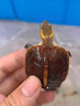 黄缘龟幼苗幼龟小乌龟活物宠物安龟缘活体金钱箱龟陆地乌龟 预定2024年黄缘苗定金(联系客服) 实拍图