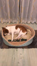 华元宠具（hoopet）狗窝四季通用狗狗床中大型犬睡觉可拆洗宠物睡垫子秋冬季保暖猫窝 实拍图