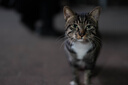 索尼（SONY）【保价11.11】FE 50mm F1.4 GM 全画幅大光圈定焦G大师镜头 人像摄影(SEL50F14GM) 实拍图