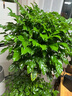 爱优尚幸福树盆栽客厅室内大型绿植办公室乔迁新家绿宝净化空气源头直发 实拍图