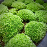 青苔藓鲜活苔藓微景观植物盆景盆栽水陆缸假山草造景材料白发藓短绒青苔- 白发藓(11*8)cm 10盒 实拍图
