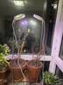 植物补光灯全光谱LED植物生长灯防太阳多肉补光灯种植6W定时调光 白色-紫色光（颜色鲜艳）+底座 可调节-高68CM 实拍图