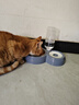 甜浪海猫碗双碗自动喂食器不锈钢狗盆幼猫吃饭喝水防打翻饮水机宠物食盆 实拍图
