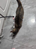 宠物自嗨解闷神器猫咪逗猫棒猫猫玩具耐咬绒球流苏仙女棒小猫咪用 颜色随机【2根】 实拍图