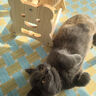 HELLOJOY逗猫咪玩具自嗨解闷猫抓板幼猫爪板小猫抓球耐抓不掉屑耐磨猫爬架 实拍图