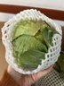 包菜新鲜卷心菜大头菜农户自种当季绿叶蔬菜绿甘蓝 绿甘蓝 8斤 实拍图