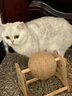 HELLOJOY逗猫咪玩具自嗨解闷猫抓板幼猫爪板小猫抓球耐抓不掉屑耐磨猫爬架 实拍图