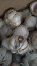紫白皮蒜水果大蒜超市即食生鲜蔬菜大蒜 【实惠】5斤带箱 净重4.55斤单果3.5-5cm 实拍图