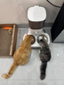 霍曼（Homerun）宠物智能自动喂食器猫粮狗粮定时猫咪自动投食机不锈钢双碗增高版 实拍图